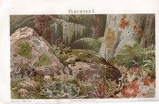 Flechten