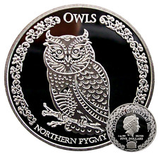 Northern pygmy owl - pygmy, 2021