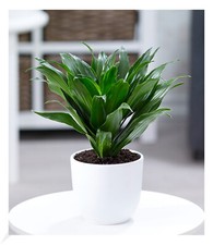 Dracena "Compacta", 1 Pflanze  Luftreinigende Zimmerpflanze Drachenbaum