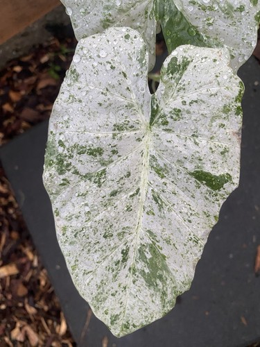 Alocasia odora variegata - alocasia,