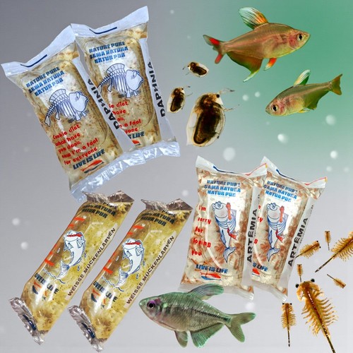 Futterpaket für salmler - 6x,