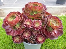 Sukkulente Aeonium Arboreum (1+3)