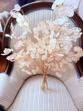 Lunaria Annua, Silberdollar