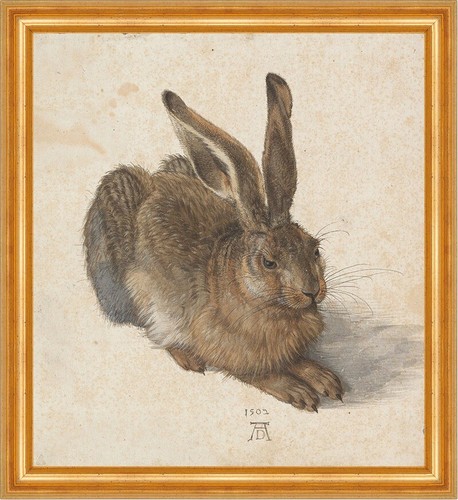 Der feldhase albrecht dürer - albrecht,