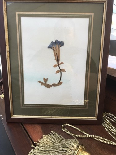Vintage enzian gerahmt - vintage, kunst