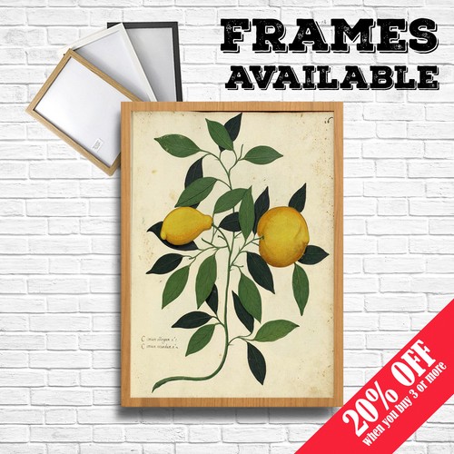Zitronenbaum poster vintage - zitronenbaum,