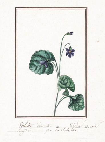 Duftveilchen wood violet blume - duftveilchen,