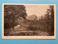 Alte AK von Oybin, Buche an der Rodelbahn, Lückendorf, Jonsdorf, nicht gelaufen