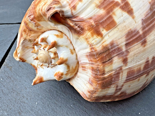 Melo amphora riesenschnecke - amphora,