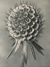1929 Karl Blossfeldt Druck -