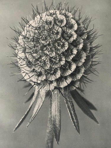 1929 karl blossfeldt druck - blossfeldt,