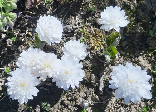 Sanguinaria canadensis - , f