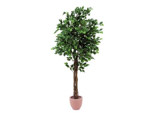 Europalms ficus benjamini - europalms, ficus-benjamini