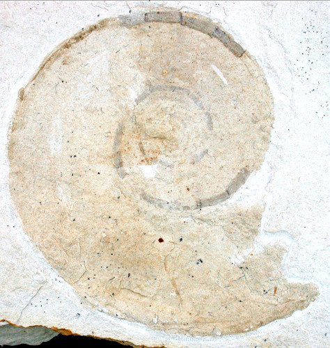 Malm haploceras elimatus - malm,