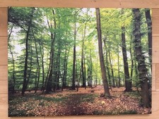 Bild Keilrahmen Druck Wald der