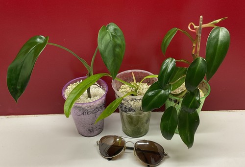 Combo syngonium chiapense - syngonium,