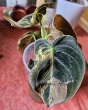 Philodendron Melanochrysum variegata-multicolor-rare,selten
