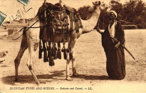 ägypten beduine mit kamel - mit,