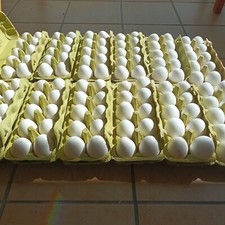 10, 100 bis 550 (!) ausgeblasene Hühner Eier weiß, ausgespült