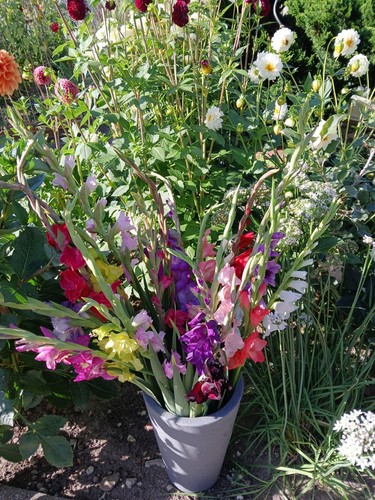 Gladiolen samen mix - gladiolen,