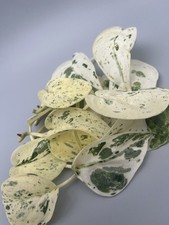 Scindapsus Jade Satin albo