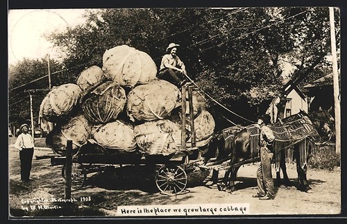 Pferdefuhrwerk mit - ak,