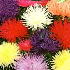Strahlen China Aster Mix Blumen Pflanze 200 Samen Nr.348