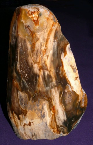 Versteinertes holz myrte - holz,