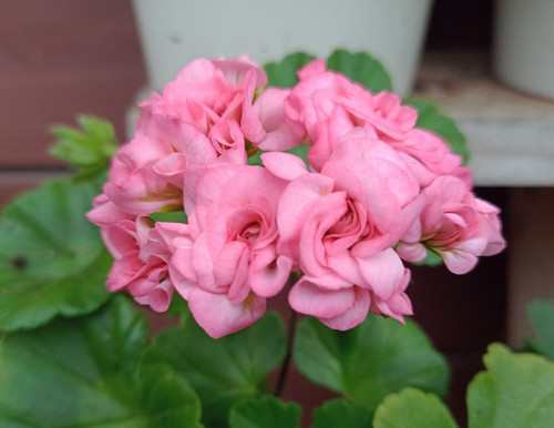 Pelargonie geranie - pelargonie,