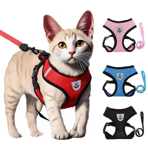 Haustier katze hund - haustier, geschirr