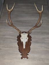 Hirschgeweih 12 Körper groß