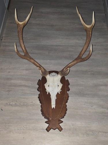 Hirschgeweih körper groß - hirschgeweih,