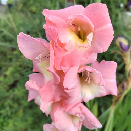 Gladiolus - (◕‿◕)\@,