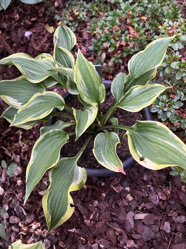 Funkien hosta ableger - hosta,