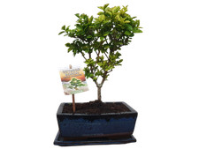 Liguster Freiland-Bonsai Gartenbonsai in Schale winterharter Ligustrum