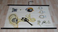 schul wandkarte lehrmittel karte sinnes organe mensch anatomie alt vintage deko