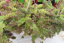 Aeschynanthus große