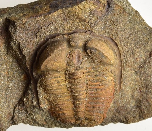 Ctenocephalus coronatus - coronatus,