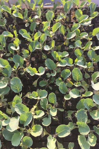 Enseleits blumenkohl pflanzen - enseleits,