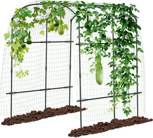 Begonia gurken rankhilfe - begonia.k,