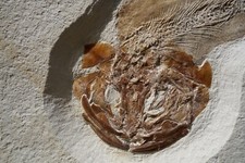 Raubfisch CATURUS Solnhofener Plattenkalk Painten Jura Jurassic Predator