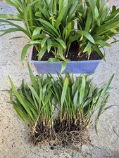 Trachycarpus Fortunei