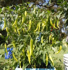 SINIGANG GREEN FINGER SILI