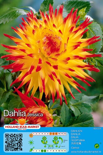 Dahlien - ,