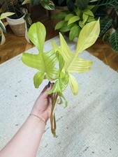 Philodendron florida beauty - florida,