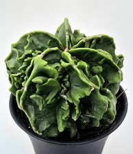 Ausgefallener Astrophytum