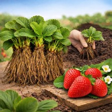 Set 10 Stk Erdbeerpflanzen