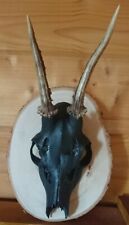 Geweih Deko Brett /Holzscheibe/Gwichtl/Rehgeweih auf Birkenscheibe/Shabby...