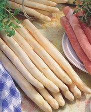 Spargelpflanzen weiß - spargelpflanzen,