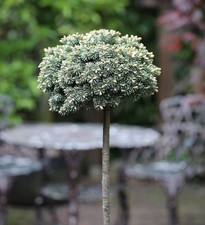 Hochstamm Koreatanne Blauer